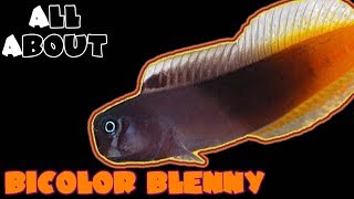 All About The Bicolor Blenny [upl. by Irotal]