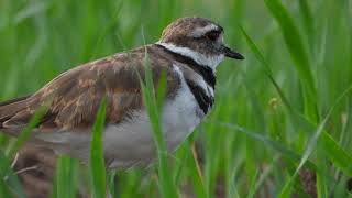 Killdeer Alarm Call [upl. by Lleznov47]