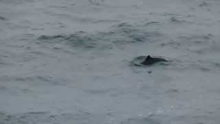 Harbour Porpoise [upl. by Lorry]