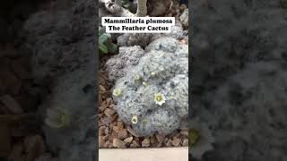 The Feather Cactus  Mammillaria plumosa flowers succulents cactus cactuslover fypシ゚viral [upl. by Ann]