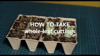 How to propagate houseplants using wholeleaf cuttings  Grow at Home  Royal Horticultural Society [upl. by Yatnod]