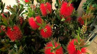 Callistemon citrinus [upl. by Huggins337]