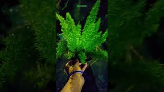 My foxtail fern plantAsparagus🪴 Monstera plant☘️ foxtailfern monstera nightvibes [upl. by Ehsrop]