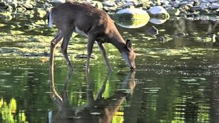 Like A Deer That Longs For Running Streams  Psalm 42  by Glen Shulfer [upl. by Benton]