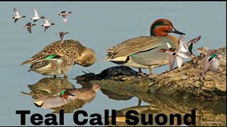 Teal Call Sound hunting video [upl. by Hadnama]