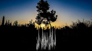 חצבי כוכב יאיר 🌿 Drimia aphylla Urginea maritima [upl. by Siubhan]