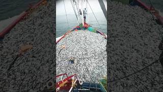 Honnavar Indian blue fishing boat full load  fishing in deep arabian sea  fisherman life [upl. by Slohcin]