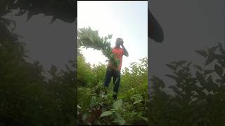 Silkworm rearing farming shorts garden farmer [upl. by Aicirtap]