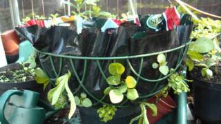 How to plant a Hanging Basket [upl. by Neelat]