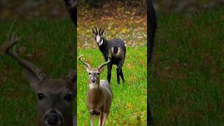 Chamois goat  chamois animals nature [upl. by Feilak]