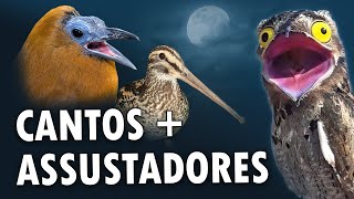 Os 15 CANTOS de AVES MAIS ASSUSTADORES do MUNDO [upl. by Vedi717]