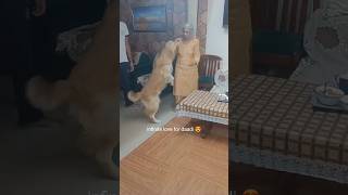 Jealous tuffy loves his grandmother 😍🐕🐾 tuffy goldenretrieversclub goldenretreivers doglover [upl. by Redyr]