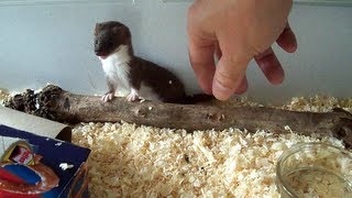 Ozzy the Baby Weasel [upl. by Dall93]