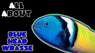 All About The Blue Head Wrasse [upl. by Amathist985]