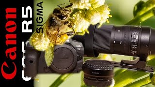 How does the Sigma 150600 Contemporary lens work on the R5 through the Adapter [upl. by Eninaj]