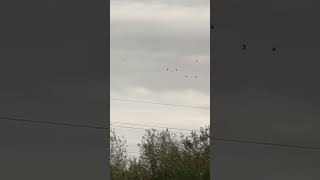 A Roosting Black Headed Gull Flock Before Halloween birds avian nature [upl. by Nolek]