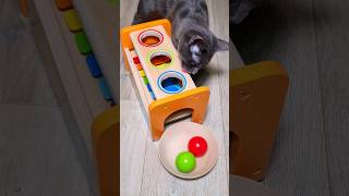 Cat Barsik 🪼 Ball Mallet 🌈 Xylophone with Balls Oddly Sarisfying Video [upl. by Zedekiah]