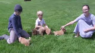 Aaron Millers Mini Labradoodle Puppies [upl. by Seluj689]