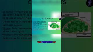 Unlock the Secrets of Photosynthesis How Chloroplasts Use Sunlight to Create Energy [upl. by O'Donoghue724]