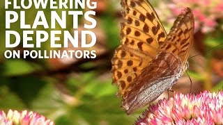 Why Protect Pollinators  California Academy of Sciences [upl. by Attenauq]