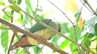 Male Jambu Fruit Dove at Fragrant Garden Oct 5 2024 [upl. by Byrann]