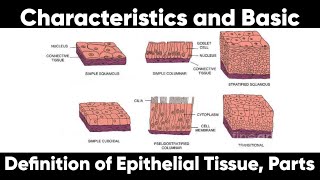 Characteristics and Basic Definition of Epithelial Tissue Parts  Chapter 4 [upl. by Hayden]