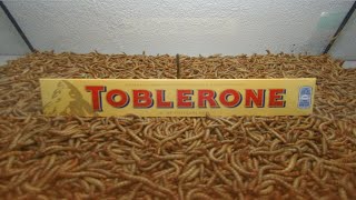 10 000 Mealworms vs Toblerone [upl. by Steffie]