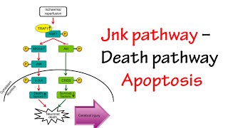 Jnk Pathway [upl. by Eliades135]