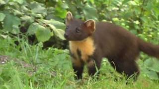 Pine marten [upl. by Notreve377]