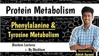 Phenylalanine amp Tyrosine Metabolism  Protein Metabolism Biochemistry Lectures [upl. by Acassej350]