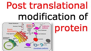 Post translational modification of proteins [upl. by Orton]