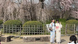 Kyoto 4K Sakura in Maruyama Park  pt 1  Apr 2 2024 京都桜 京都円山公園 円山公園 kyotosakura sakura [upl. by Ewold556]