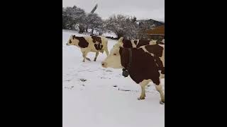 LE BONHEUR DE PRENDRE LAIRpour les 90 vaches laitières de race montbéliarde de la ferme Bonnafoux [upl. by Lerraj]