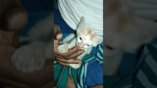 Cat funny shorts fshorts cat catfunnyvideo catshortvideofunny funnyvideo [upl. by Adiahs899]