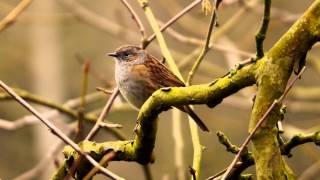 Dunnock Prunella modularis  Heckenbraunelle 07 [upl. by Lopes]