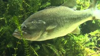 Bass Fishing for Beginners The Bass [upl. by Randy]