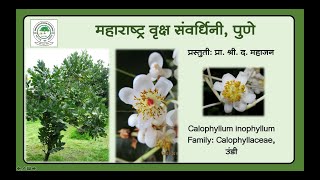 8 उंडी Undi Calophyllum inophyllum [upl. by Zenia]