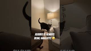 Jujubee is naughty 🤣 viralvideo cat family nature love video viralshorts vlog [upl. by Anuayek]