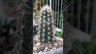 Pilosocereus Pringlei top cut’s root start growing after few weeks dorman cactaceae pilosocereus [upl. by Elmer]