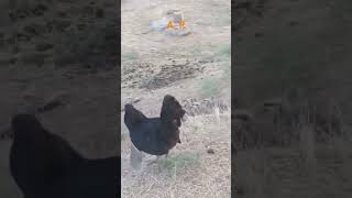 Youngs keklik chakor patridge fight with Chicken [upl. by Akemehc]