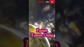 Uji mental saat panen tawon gung shorts shortvideo tawon ditsiltv [upl. by Birch]