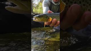 Brown Trout browntroutfishing fishingflyfishing euronymphing [upl. by Dnomal633]