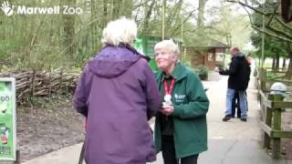 Volunteering at Marwell Wildlife [upl. by Phionna]