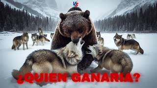 LOBOS vs OSO GRIZZLY ¿Quién Gana 🐺⚔️🐻 [upl. by Elocn]