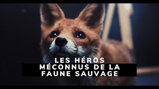 A la rencontre des héros méconnus de la faune sauvage en Belgique [upl. by Swerdna]