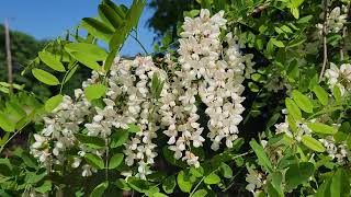 Black locust [upl. by Berliner]