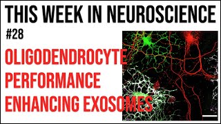 TWiN 28 Oligodendrocyte performance enhancing exosomes [upl. by Barthelemy]