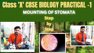 Class 10 CBSE Science Practical Exploring Stomata Under the Microscope [upl. by Miriam]