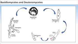 11B024 CV 3 Basidiomycetes and Deuteromycetes [upl. by Nelluc807]