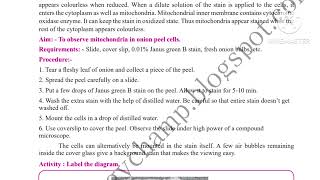 11th Biology practical No2 To Observe Mitochondria in Onion Peel Cells 11th practical 2 Biology [upl. by Kloster419]